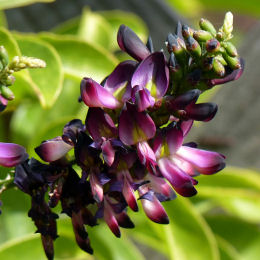 Glycine d'été / Millettia reticulata japonica